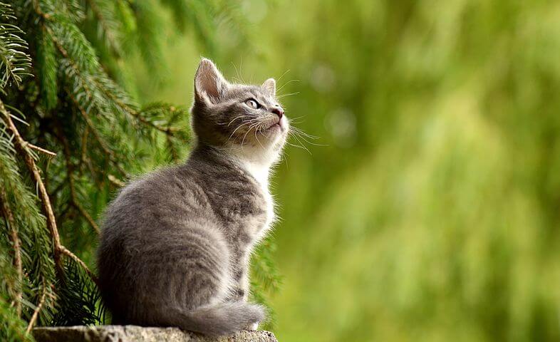 5 "Silent" Cat Killers